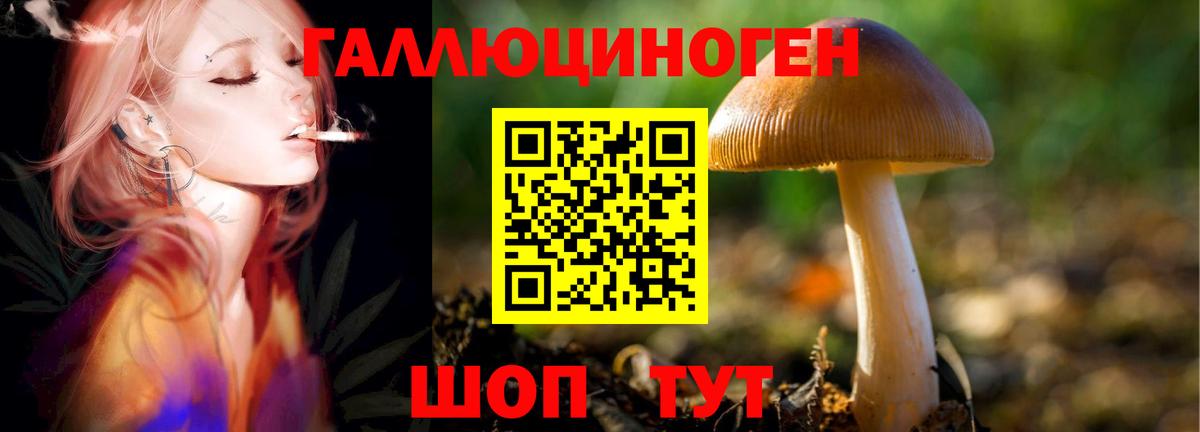 Рославль  Псилоцибиновые грибы прущие грибы  Вход с VPN 